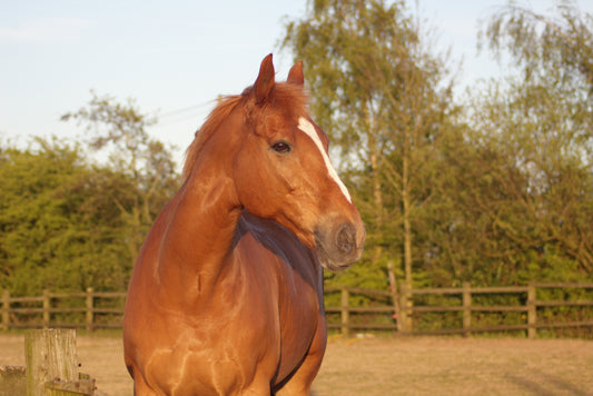 How to Help Your Horse Live Longer: Tips for a Healthy and Happy Equine Life