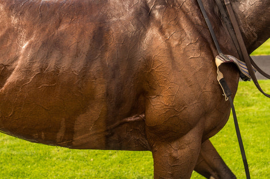 The Vital Role of Exercise in Promoting Your Horse's Wellbeing